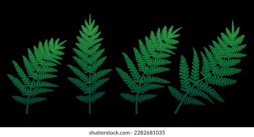 Green fern on a black background. Vector illustration.