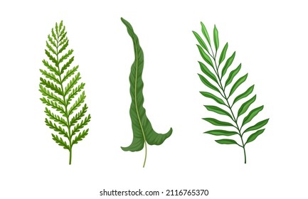 Green fern and palm leaves set. Jungle tropical exotic leaf vector illustration