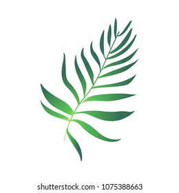 Green fern plant leaf icon. Tropical beach party, natural exotic vacation summer floral object. Vector isolated illustration in cartoon style