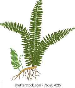 7,553 Fern with roots Images, Stock Photos & Vectors | Shutterstock