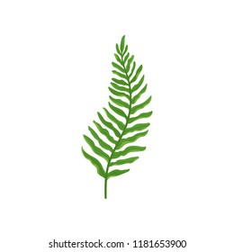 Green fern twig with leaves. Wild forest plant with bright green leaves. Natural flora. Flat vector design
