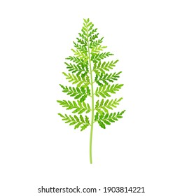 Green Fern as Vascular Plant with Stem and Complex Leaves Vector Illustration