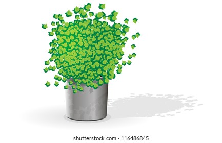 green ficus with juicy, spherical krone in a modern silvery pot