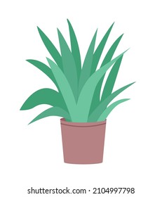 Green ficus in pot semi flat color vector object. Realistic item on white. Indoor houseplant for home and office isolated modern cartoon style illustration for graphic design and animation