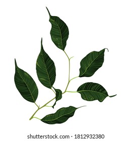 Green ficus rubber plant branch leaf vector art
