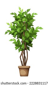 Green ficus tree. Houseplant in a pot isolated on a white background. Vector illustration