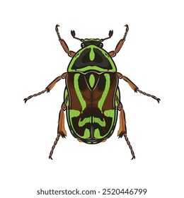 Green Fiddler Beetle top view detailed vector