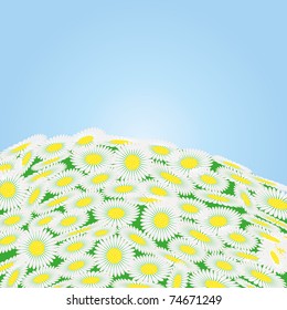Green field with chamomile flowers , vector illustration