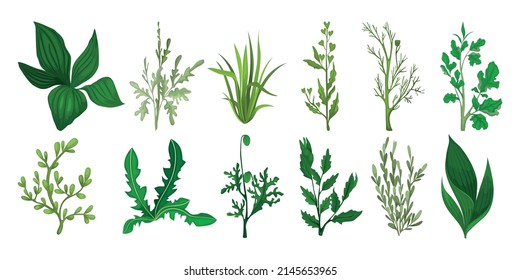 Green field grass set with isolated icons of ripe sprouts and fresh leaves of various plants vector illustration