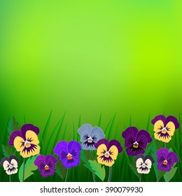 Green field pansy. Garden flowers, spring or summer green background with place for text.