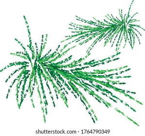 green fir branch. on white background.vector.