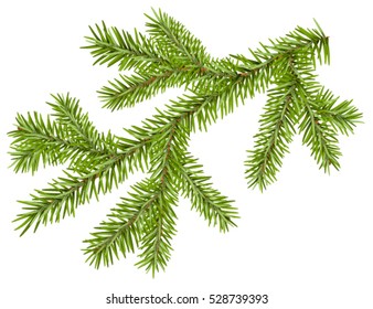 Green fir branch with short needles. Isolated on white vector illustration