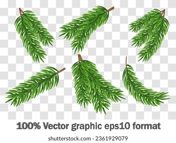 Green fir branches, decoration for Christmas and New Year on a transparent background. Universal template for flyers, postcards, price tags, invitations, Christmas tree vector no raster