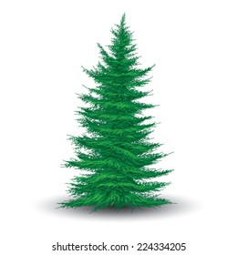 Green fir tree isolated on white. Realistic vector illustration