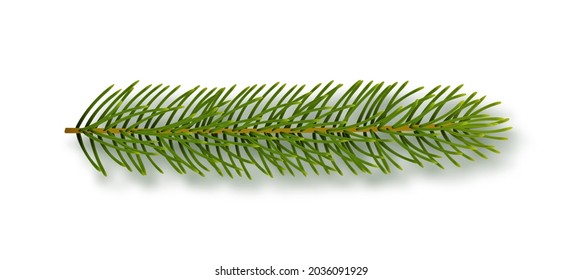 Green fir tree, spruce branch isolated on white background. Vector clipart object for decoration.