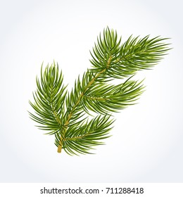 Green fir tree twig