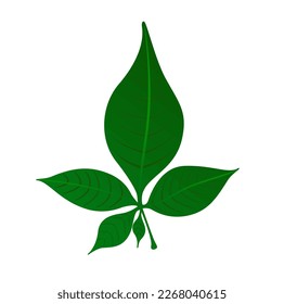 A green five-leaf belpatra vector icon.