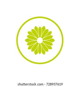 Green flat icon of chrysanthemum in green circle. Bloom with long diamond petals and round core. Isolated on white. Vector flower illustration. Eco style. Nature. 