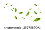 Green Floating Leaves Flying foliage ornament. Vegan, eco, organic design element. Cosmetic pattern border. Fresh tea background. Beauty product. Vector illustration