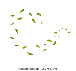 Green Floating Leaves Flying foliage ornament. Vegan, eco, organic design element. Cosmetic pattern border. Fresh tea background. Beauty product. Vector illustration