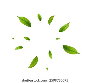 Green Floating Leaves Flying foliage ornament. Vegan, eco, organic design element. Cosmetic pattern border. Fresh tea background. Beauty product. Vector illustration