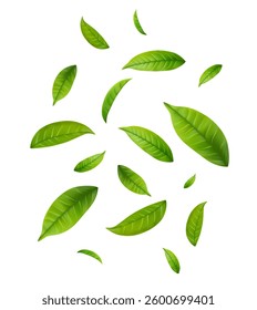 Green Floating Leaves Flying foliage ornament. Vegan, eco, organic design element. Cosmetic pattern border. Fresh tea background. Beauty product. Vector illustration