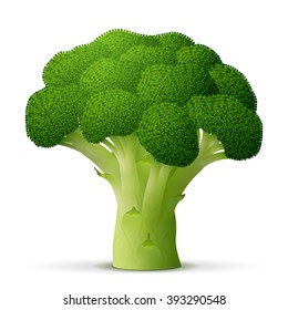 Green flower head of broccoli close up. Broccoli cabbage sprout isolated on white background. Vector illustration