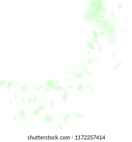 Green flower petals falling down. Pleasing romantic flowers corner. Flying petal on white square background. Love, romance concept. Adorable wedding invitation.