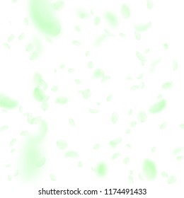 Green flower petals falling down. Fine romantic flowers falling rain. Flying petal on white square background. Love, romance concept. Beautiful wedding invitation.