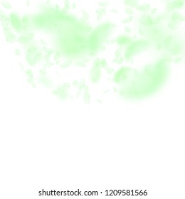 Green flower petals falling down. Fine romantic flowers semicircle. Flying petal on white square background. Love, romance concept. Cool wedding invitation.