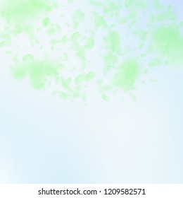Green flower petals falling down. Splendid romantic flowers semicircle. Flying petal on blue sky square background. Love, romance concept. Cool wedding invitation.