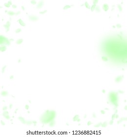 Green flower petals falling down. Uncommon romantic flowers vignette. Flying petal on white square background. Love, romance concept. Dazzling wedding invitation.