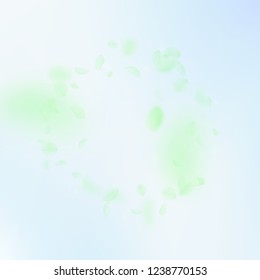 Green flower petals falling down. Lively romantic flowers frame. Flying petal on blue sky square background. Love, romance concept. Bewitching wedding invitation.