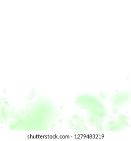 Green flower petals falling down. Original romantic flowers gradient. Flying petal on white square background. Love, romance concept. Classic wedding invitation.