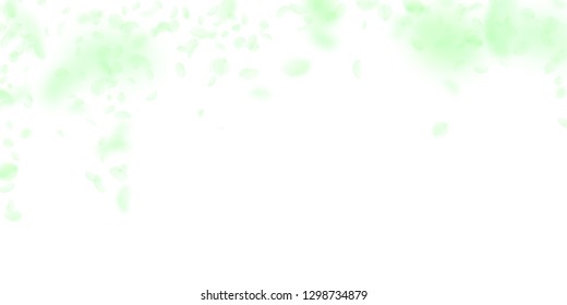 Green flower petals falling down. Fair romantic flowers falling rain. Flying petal on white wide background. Love, romance concept. Delicate wedding invitation.