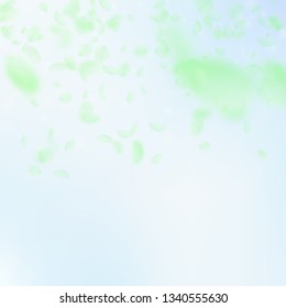 Green flower petals falling down. Pleasing romantic flowers gradient. Flying petal on blue sky square background. Love, romance concept. Bizarre wedding invitation.