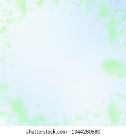 Green flower petals falling down. Fine romantic flowers vignette. Flying petal on blue sky square background. Love, romance concept. Creative wedding invitation.