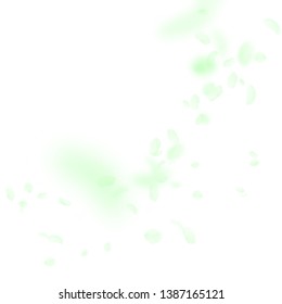 Green flower petals falling down. Fresh romantic flowers corner. Flying petal on white square background. Love, romance concept. Adorable wedding invitation.
