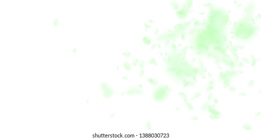 Green flower petals falling down. Neat romantic flowers explosion. Flying petal on white wide background. Love, romance concept. Decent wedding invitation.