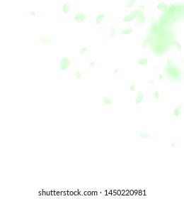Green flower petals falling down. Bewitching romantic flowers corner. Flying petal on white square background. Love, romance concept. Amusing wedding invitation.