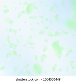 Green flower petals falling down. Elegant romantic flowers falling rain. Flying petal on blue sky square background. Love, romance concept. Bewitching wedding invitation.