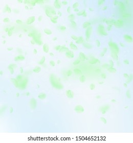 Green flower petals falling down. Decent romantic flowers gradient. Flying petal on blue sky square background. Love, romance concept. Classic wedding invitation.