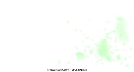 Green flower petals falling down. Rare romantic flowers explosion. Flying petal on white wide background. Love, romance concept. Decent wedding invitation.