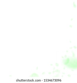 Green flower petals falling down. Precious romantic flowers corner. Flying petal on white square background. Love, romance concept. 