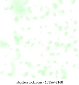 Green flower petals falling down. Pleasant romantic flowers falling rain. Flying petal on white square background.  
