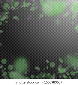 Green flower petals falling down. Interesting romantic flowers falling rain. Flying petal on transparent square background. Love, romance concept. Beauteous wedding invitation.