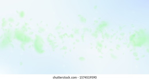 Green flower petals falling down. Rare romantic flowers falling rain. Flying petal on blue sky wide background. Love, romance concept. Delicate wedding invitation.
