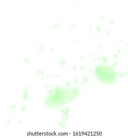 Green flower petals falling down. Ecstatic romantic flowers corner. Flying petal on white square background. Love, romance concept. Alluring wedding invitation.