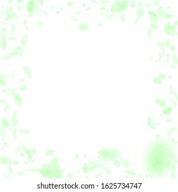 Green flower petals falling down. Magnificent romantic flowers frame. Flying petal on white square background. Love, romance concept. Bizarre wedding invitation.