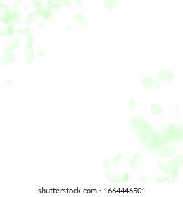 Green flower petals falling down. Gorgeous romantic flowers corner. Flying petal on white square background. Love, romance concept. Alluring wedding invitation.